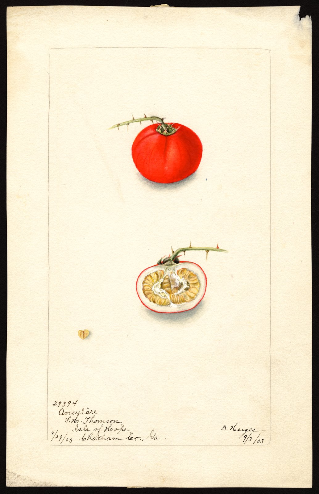 Watercolor of an Aviculare tomato, painted September 3, 1903 by Bertha Heiges for the USDA Pomological Watercolor Collection. Specimen sent by F.H. Thomson, Isle of Hope, Chatham County, Georgia.
